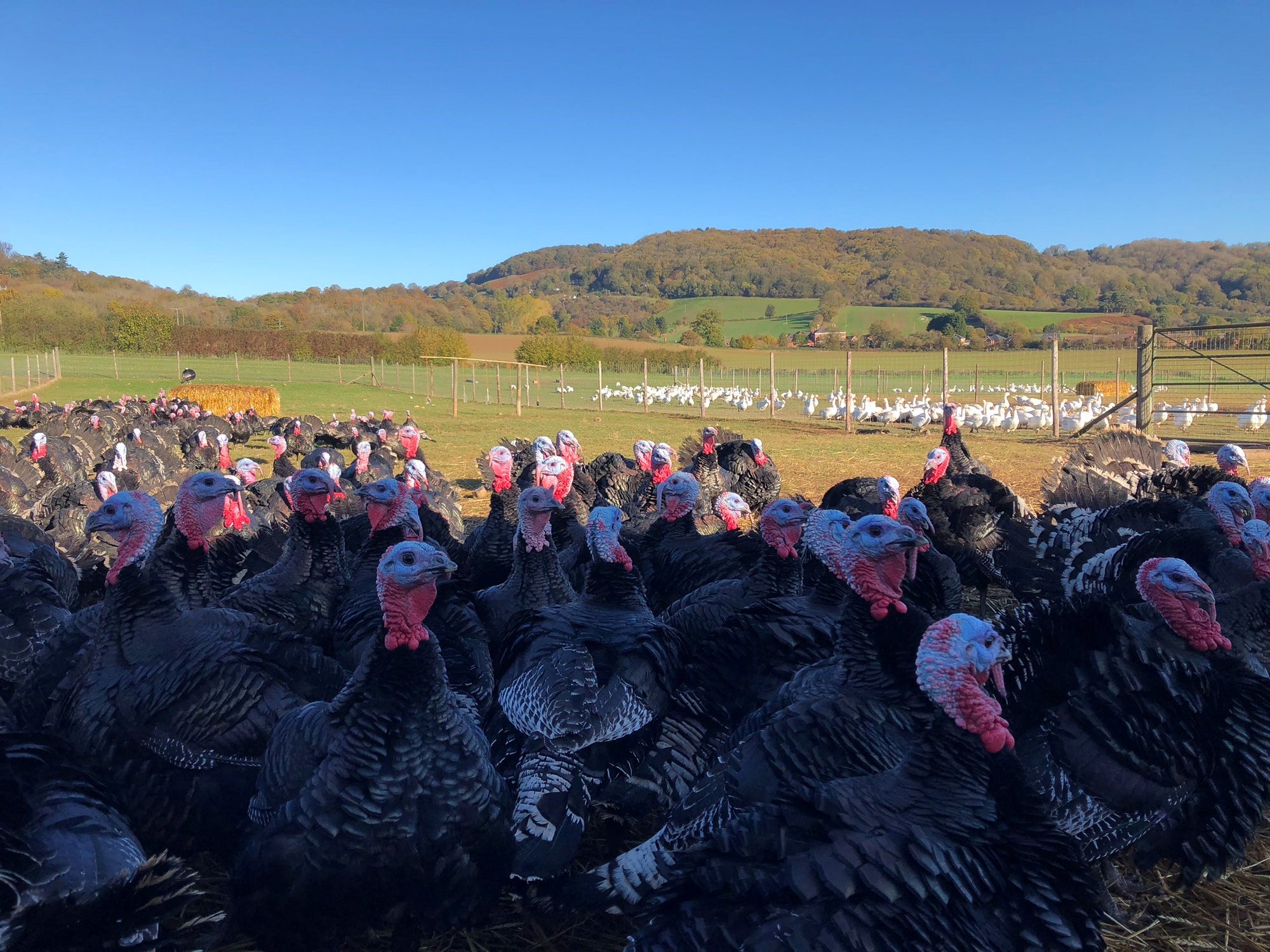 Turkey