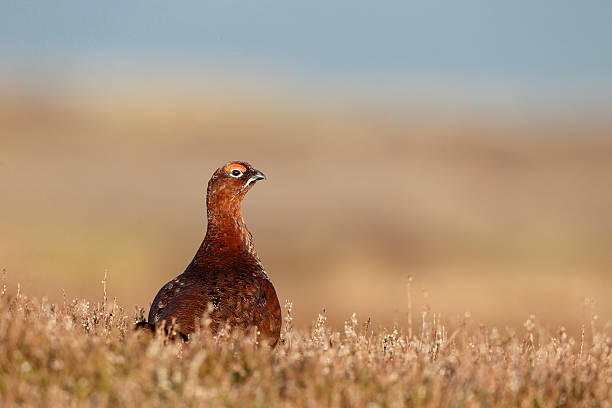 Grouse