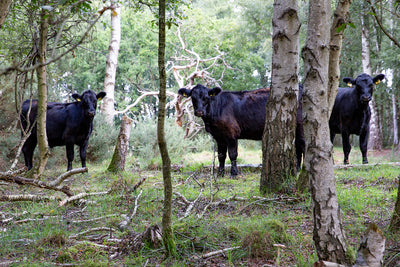 Aberdeen Angus Cattle 