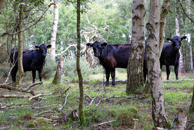 Aberdeen Angus Cattle