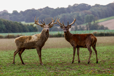 Venison