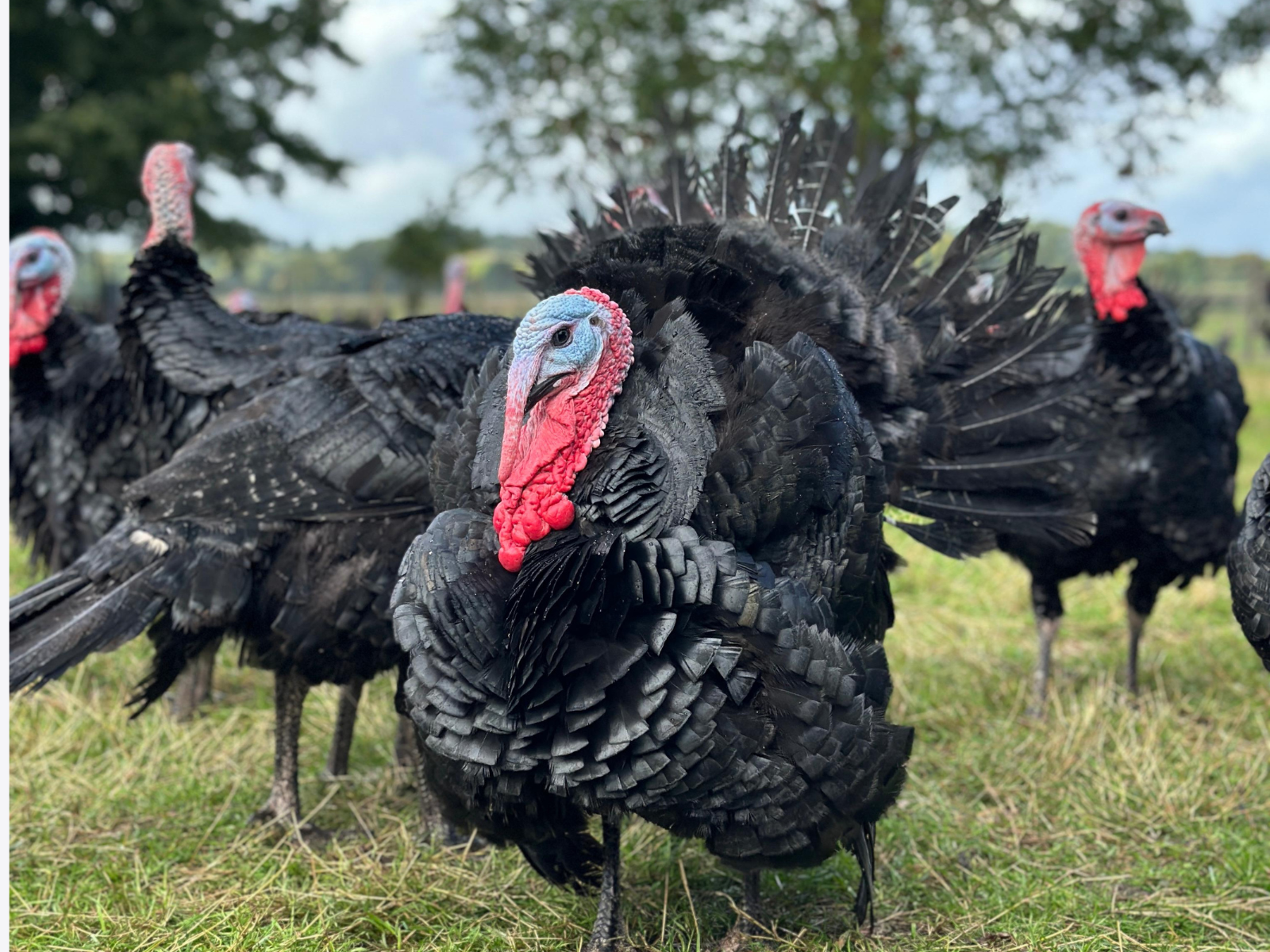 Appledore Turkey