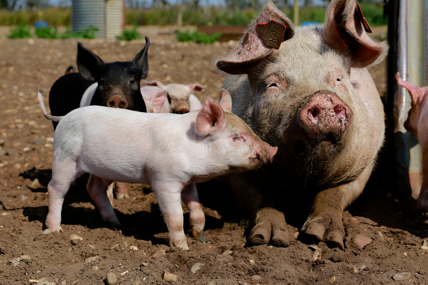 Blythburgh Pork