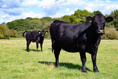 Aberdeen Angus cattle