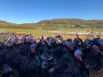 Goodman's Turkey | HG Walter Ltd