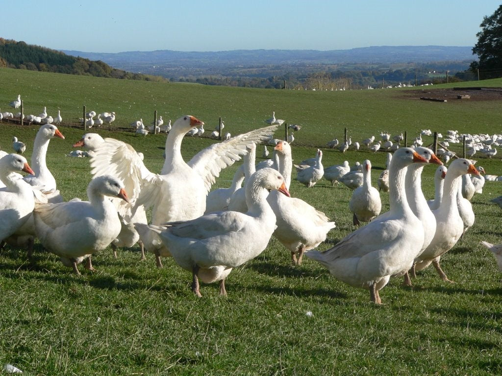 Geese Pac Free Range Geese Provenance | HG Walter Ltd