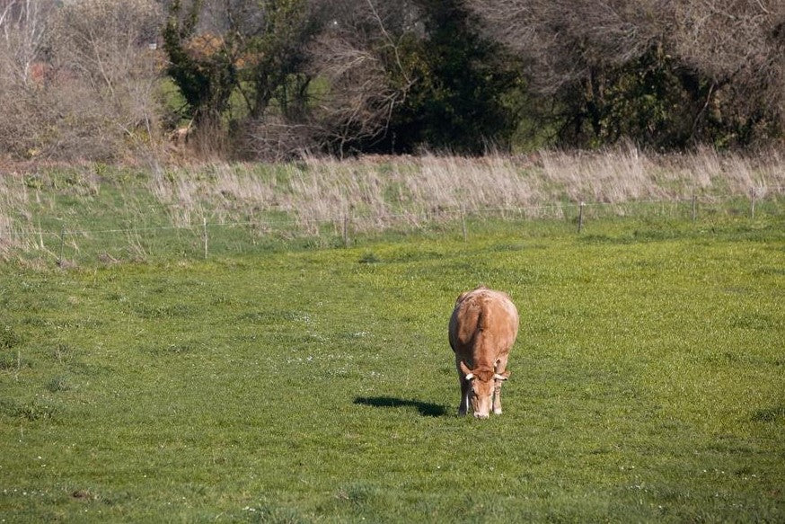 Galician Ex Dairy Beef