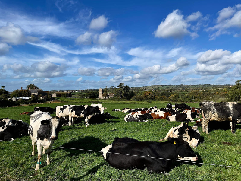 Westcombe Dairy Farm 