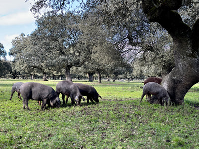 Renilla Farm
