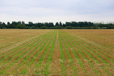 Sustainable Farming