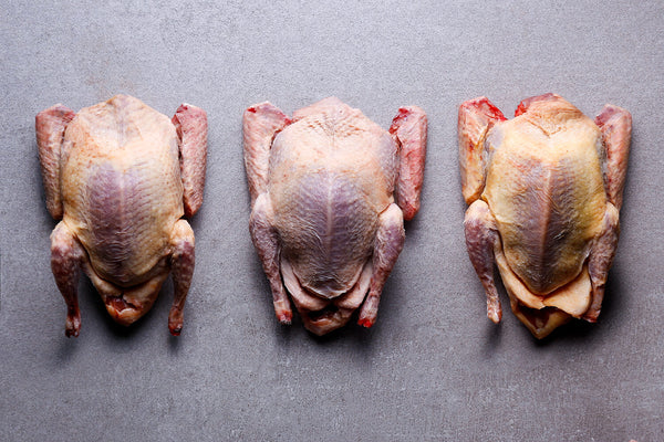 Squab Pigeons | HG Walter Ltd