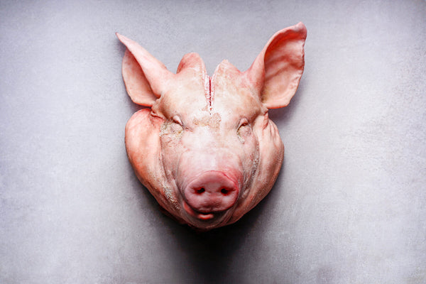 Pig's Head | HG Walter Ltd