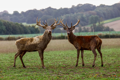  Venison