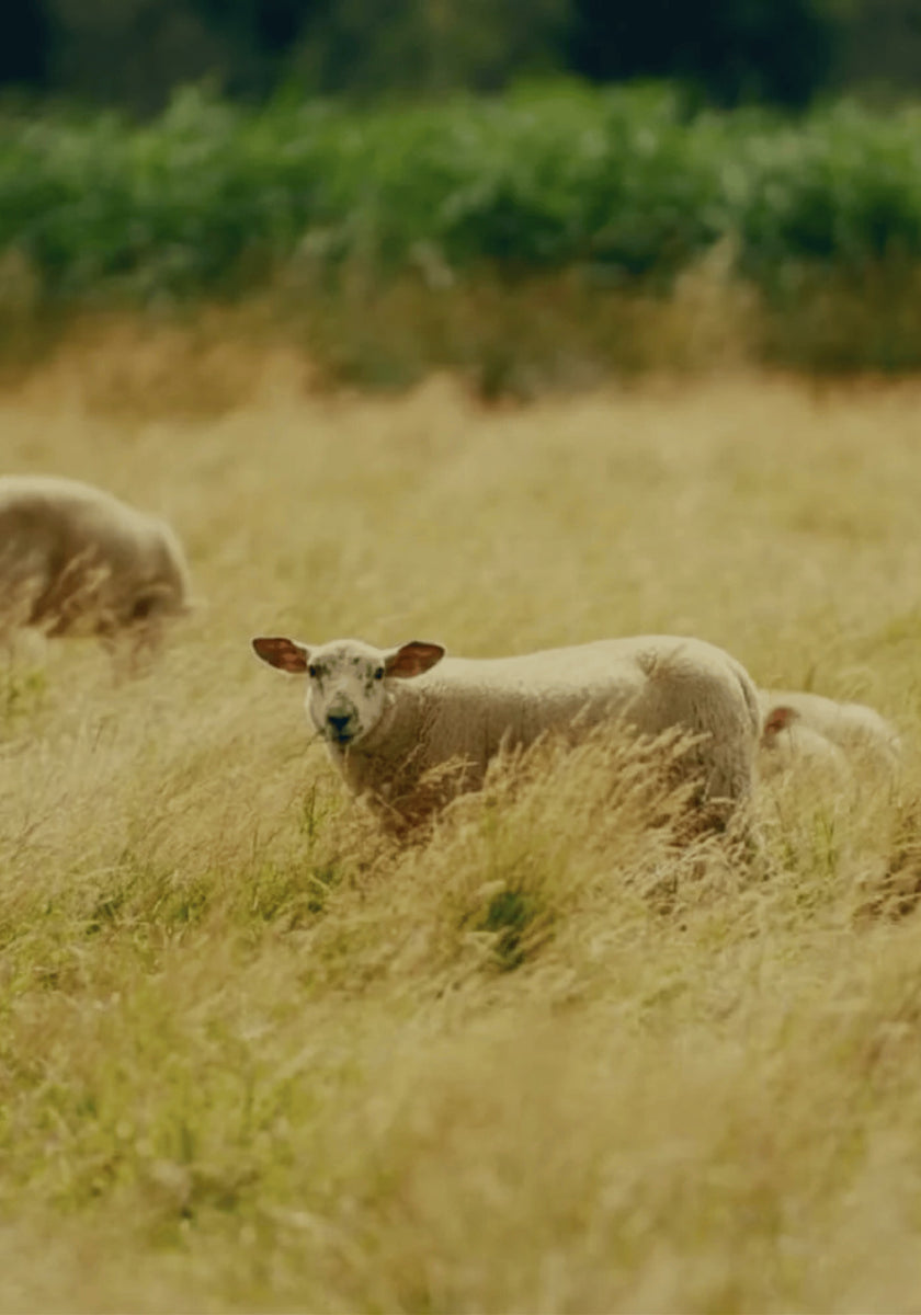 LOVE LAMB WEEK