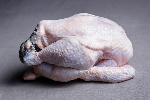 Norfolk Black Chicken 
