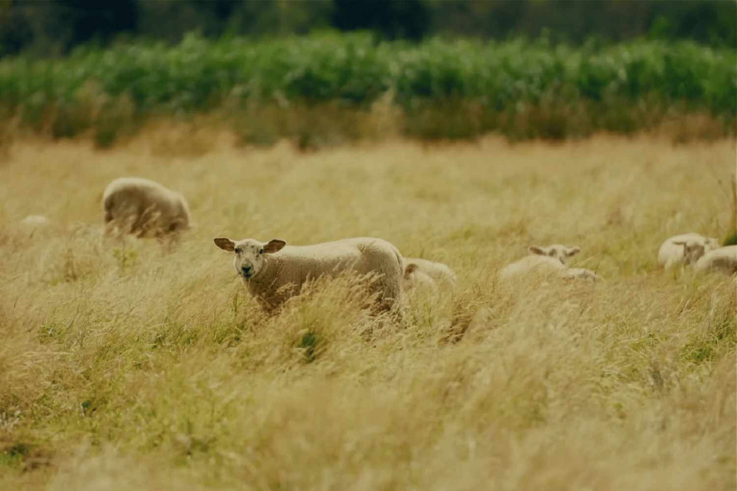 LOVE LAMB WEEK