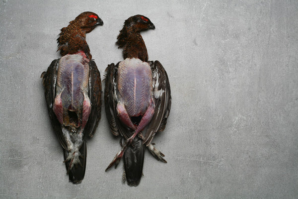 Tender Young Grouse | HG Walter Ltd